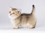 Amina munchkin standard golden ticked chinchilla - Munchkin Cat For Sale - TX&comma; US