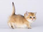 Azurite munchkin standard golden shaded ny 11 - Munchkin Kitten For Sale - TX&comma; US