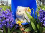 Red point lynx male Ragdoll kitten - Ragdoll Cat For Sale - Fleetwood&comma; PA&comma; US