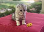 Orchid selkirk rex fold - Scottish Fold Cat For Sale - Iva&comma; SC&comma; US