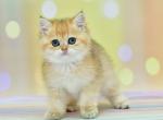 Fiesta1 - British Shorthair Cat For Sale - Chicago&comma; IL&comma; US