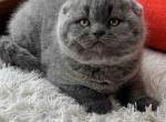 Ingrid - Scottish Fold Cat For Sale - Chicago&comma; IL&comma; US