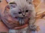 Cute Lynx Point Himalayan CFA Registered kitten - Himalayan Cat For Sale - Perry&comma; FL&comma; US