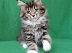 Karizma - Maine Coon Cat For Sale - Miami&comma; FL&comma; US