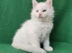 Keeks - Maine Coon Cat For Sale - Miami&comma; FL&comma; US