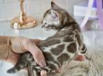Shui - Bengal Cat For Sale - Norwalk&comma; CT&comma; US