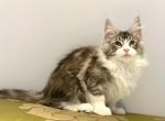 Xara - Maine Coon Cat For Sale - Miami&comma; FL&comma; US