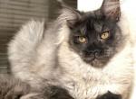 Yunona - Maine Coon Cat For Sale - Miami&comma; FL&comma; US
