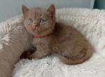 Ustas - British Shorthair Cat For Sale - Miami&comma; FL&comma; US