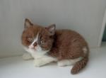 Teddy - British Shorthair Cat For Sale - Miami&comma; FL&comma; US