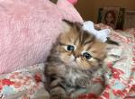 Gab - Persian Cat For Sale - Fort Worth&comma; TX&comma; US
