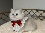 Chanel - British Shorthair Cat For Sale - Seattle&comma; WA&comma; US