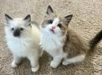 Easter ragbunnies - Ragdoll Cat For Sale - Parker&comma; CO&comma; US