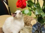 Jiji&lowbar;SuchACharacter - Ragdoll Cat For Sale - WI&comma; US