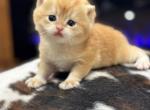 British shorthair Golden chinchilla NY12 - British Shorthair Cat For Sale - 