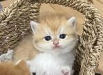 British shorthair golden chinchilla Ny12 - British Shorthair Cat For Sale - 