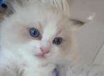 Vivi - Ragdoll Cat For Sale - Huntington Beach&comma; CA&comma; US