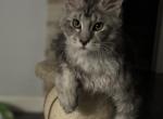 Berry - Maine Coon Cat For Sale - Hollywood&comma; FL&comma; US
