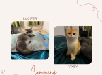Lucifer x Vixey - Munchkin Cat For Sale - Houston&comma; TX&comma; US