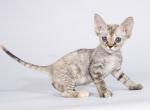 Dolka tricolor tabby Devon Rex - Devon Rex Cat For Sale - TX&comma; US