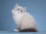 Jim - Siberian Cat For Sale - Norwalk&comma; CT&comma; US