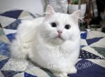 Tilly - Ragdoll Cat For Sale - Tuscaloosa&comma; AL&comma; US