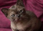 Hloe - Burmese Cat For Sale - Pembroke Pines&comma; FL&comma; US