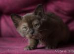 Hermes - Burmese Cat For Sale - Pembroke Pines&comma; FL&comma; US