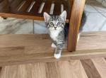 Scruffles - Domestic Cat For Sale - Westfield&comma; MA&comma; US