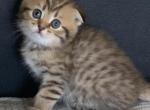 Alex 1 - Scottish Fold Cat For Sale - Philadelphia&comma; PA&comma; US