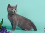 Garri - Russian Blue Cat For Sale - Pembroke Pines&comma; FL&comma; US