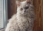 Farida - Selkirk Rex Cat For Sale - Miami&comma; FL&comma; US