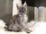 Marianne - Maine Coon Cat For Sale - Miami&comma; FL&comma; US