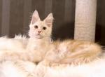 Mario - Maine Coon Cat For Sale - Miami&comma; FL&comma; US