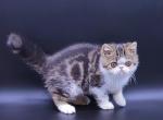 Tyson - Exotic Cat For Sale - Norwalk&comma; CT&comma; US