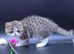 Tina - Exotic Cat For Sale - Norwalk&comma; CT&comma; US