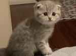 Larik - Scottish Fold Cat For Sale - Philadelphia&comma; PA&comma; US