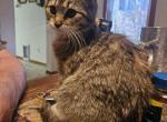 Majorette - Maine Coon Cat For Sale - Van Horne&comma; IA&comma; US
