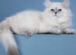 Julia - Siberian Cat For Sale - Norwalk&comma; CT&comma; US