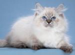Joseph - Siberian Cat For Sale - Norwalk&comma; CT&comma; US