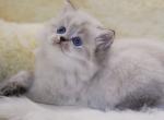 Zirka - Scottish Straight Cat For Sale - Hollywood&comma; FL&comma; US