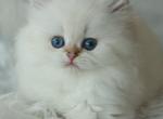 Quade - British Shorthair Cat For Sale - Hollywood&comma; FL&comma; US