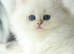 Queen - British Shorthair Cat For Sale - Hollywood&comma; FL&comma; US