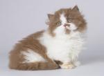 Cinnamon bicolor minuet munchkin standard - Munchkin Cat For Sale - TX&comma; US