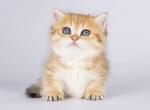 Eva munchkin standard little chubby golden tabby - Munchkin Cat For Sale - TX&comma; US