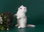 Pedro munchkin standard silver shaded chinchilla - Munchkin Cat For Sale - TX&comma; US