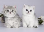 Fiksik munchkin standard chubby blue golden tabby - Munchkin Cat For Sale - TX&comma; US