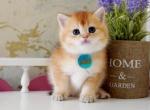 Kaleb - British Shorthair Cat For Sale - Hollywood&comma; FL&comma; US