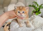 British shorthaired bright golden male kitten - British Shorthair Cat For Sale - Thornton&comma; CO&comma; US