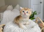 British shorthaired gold male kitten - British Shorthair Cat For Sale - Thornton&comma; CO&comma; US